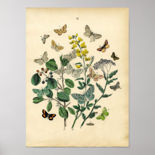 Póster Vintage Print - Lepidoptera - Moths & Butterflies