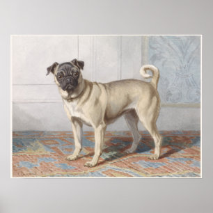 Póster Vintage Pug