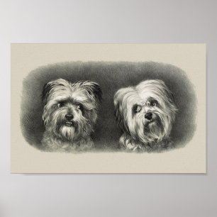 Póster Vintage Pups