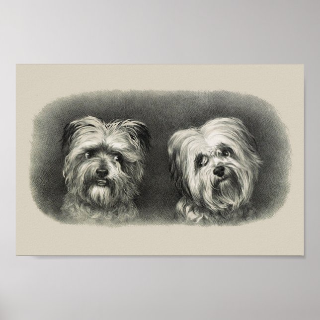 Póster Vintage Pups (Frente)