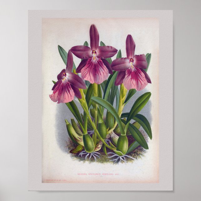 Póster Vintage Purple Lady Orchids Miltonia Spectabilis (Frente)