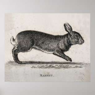 Póster Vintage Rabbit Print