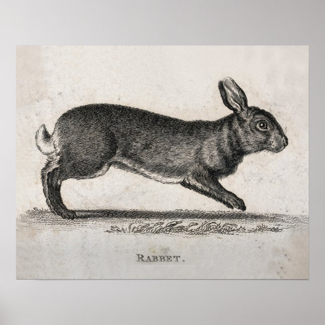 Póster Vintage Rabbit Print  (Frente)