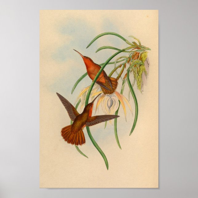 Póster Vintage Red Hummingbird Print Flower (Frente)