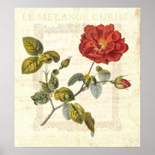 Póster Vintage Red Rose Country Elegtage