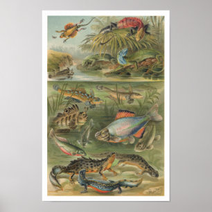 Póster Vintage Reptiles Lizards Fish