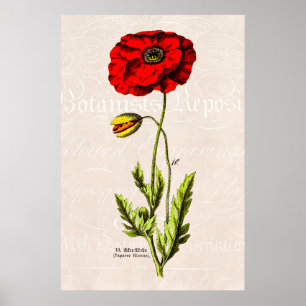 Póster Vintage Rojo Poppy Wild Flower Floral Poppies