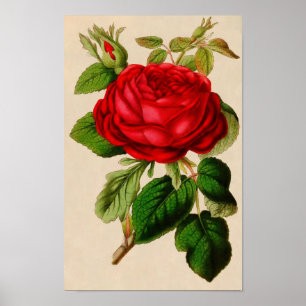 Póster Vintage Rose Poster