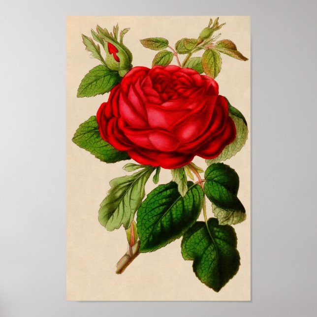 Póster Vintage Rose Poster (Frente)