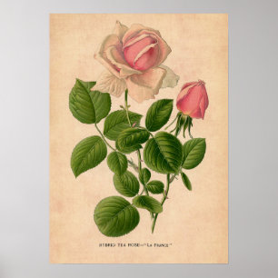 Póster Vintage Rose Print Poster