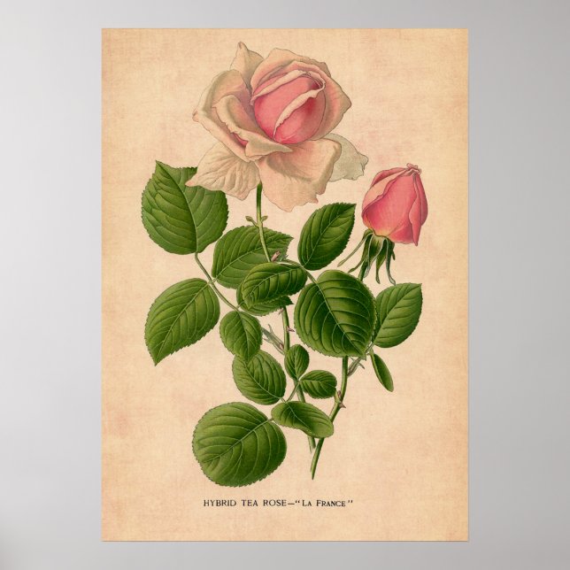 Póster Vintage Rose Print Poster (Frente)