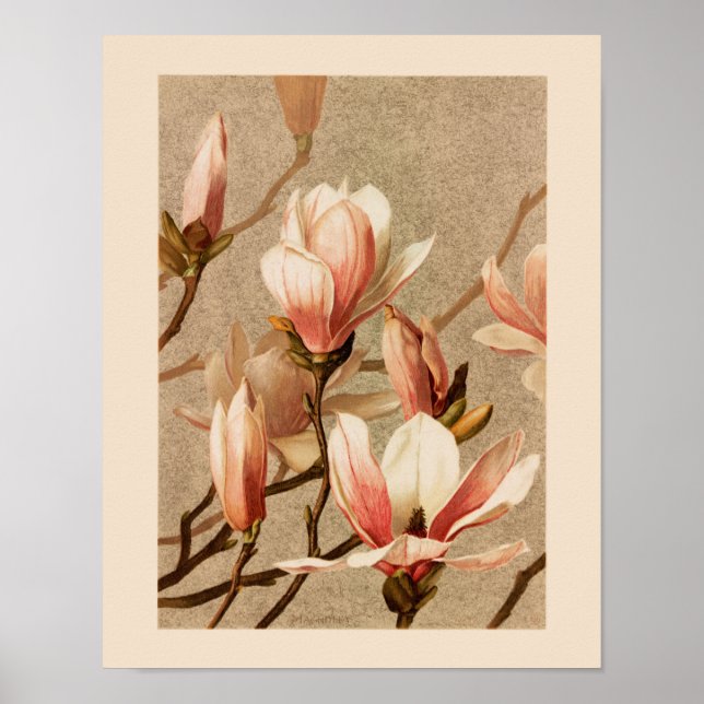 Póster Vintage Rubor Magnolias (Frente)