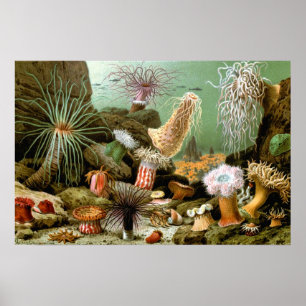 Póster Vintage Sea Anemones, Marine Life Ocean Animals
