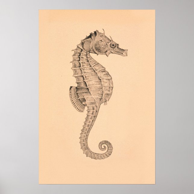 Póster Vintage Sea Horse Diptych I (Frente)