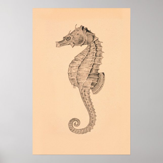 Póster Vintage Sea Horse Diptych II (Frente)