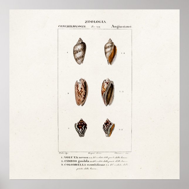 Póster Vintage Sea Shells Personalized Shell Illustration (Frente)