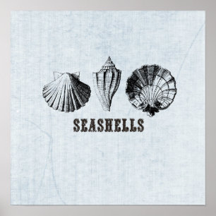 Póster Vintage Seashells Illustration Poster