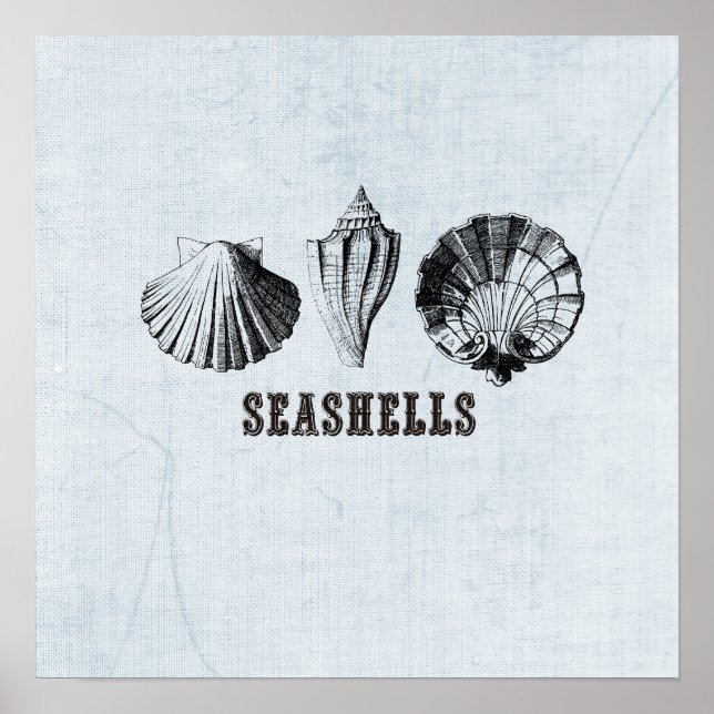 Póster Vintage Seashells Illustration Poster (Frente)