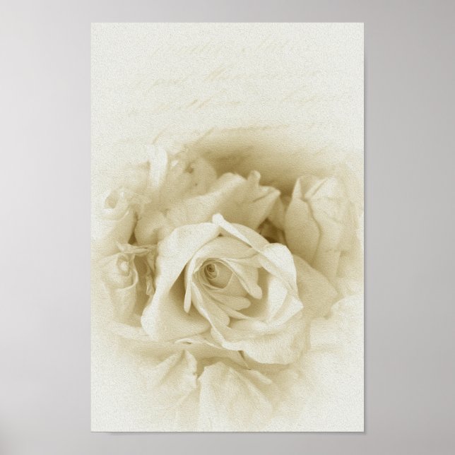 Póster Vintage Shabby Chic White Rose Y Script (Frente)