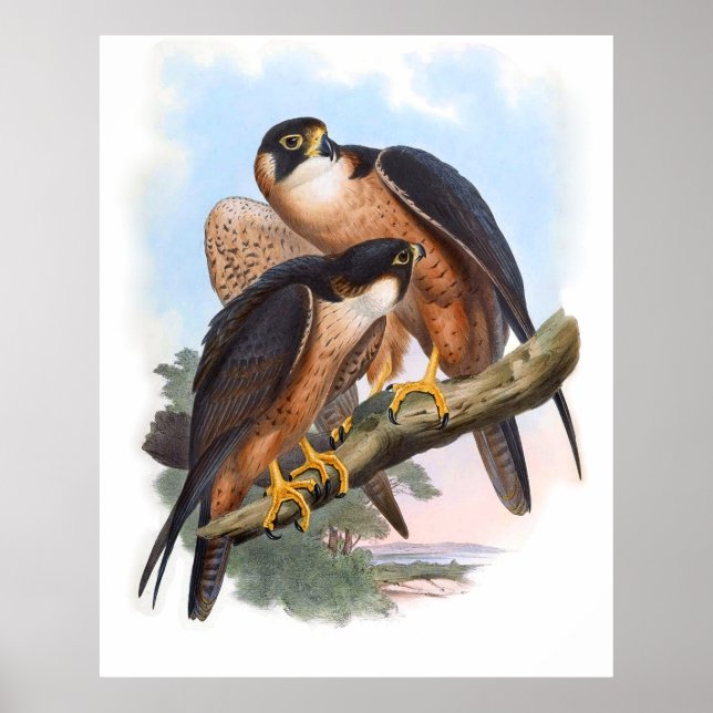 Póster Vintage Shaheen Falcon Bird (Frente)
