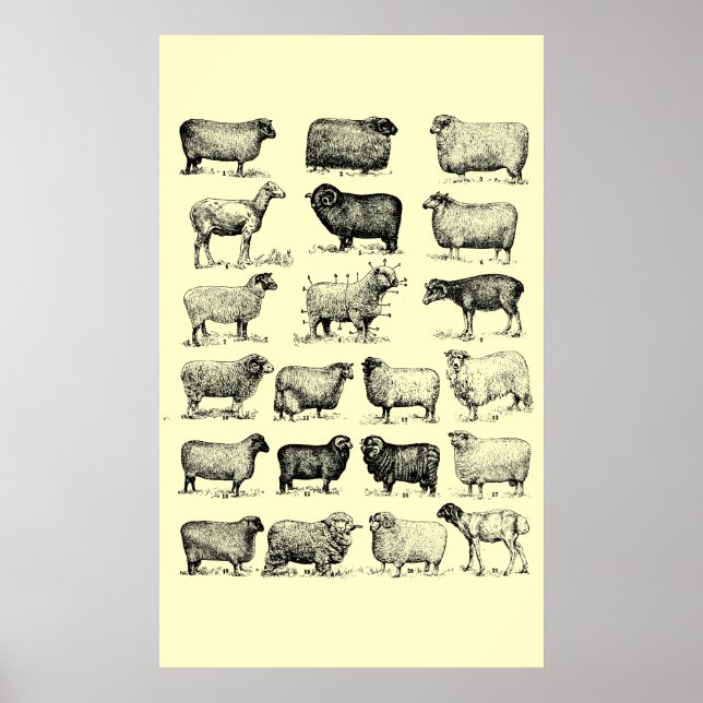 Póster Vintage Sheep (Frente)