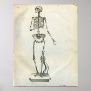 Póster Vintage Skeleton Print 1854