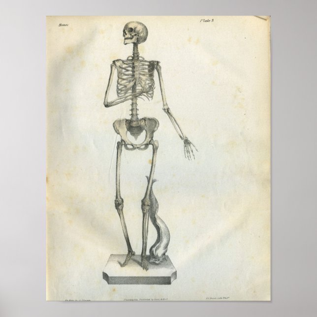 Póster Vintage Skeleton Print 1854 (Frente)