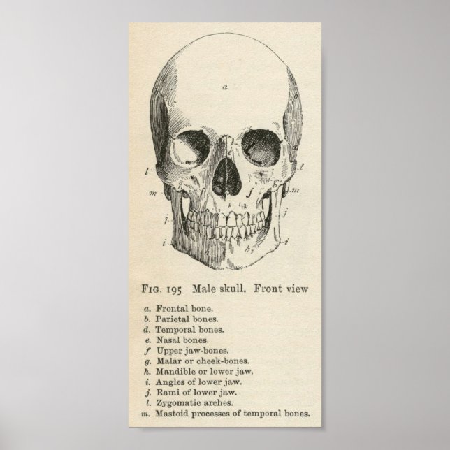 Póster Vintage Skull Poster (Frente)