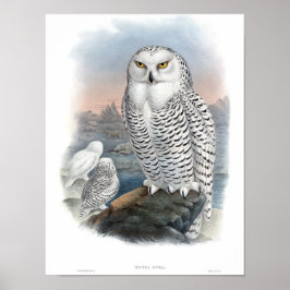 Póster Vintage Snowy Owl Gould