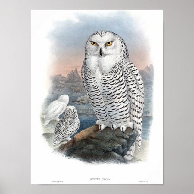 Póster Vintage Snowy Owl Gould (Frente)