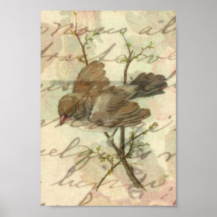 Póster Vintage Sparrow con fondo manuscrito