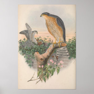 Póster Vintage Sparrow Hawk