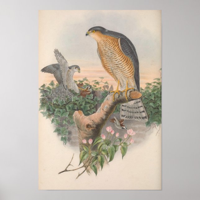 Póster Vintage Sparrow Hawk (Frente)