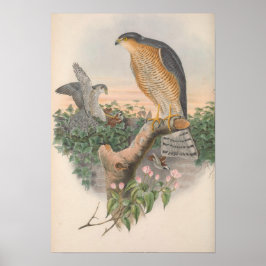 Póster Vintage Sparrow Hawk