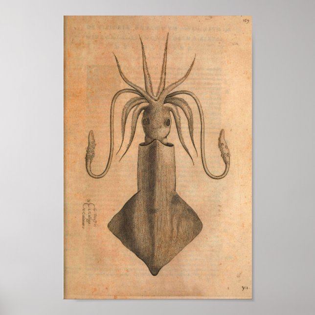 Póster Vintage Squid Art Print Ilustracion Sea
