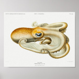 Póster Vintage Squid/Octopus Illustration