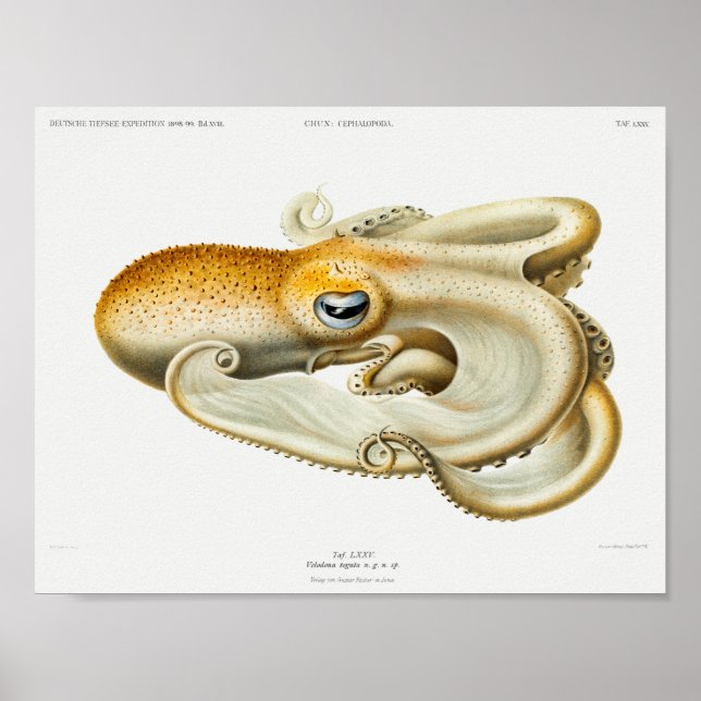Póster Vintage Squid/Octopus Illustration (Frente)