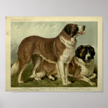 Vintage St Bernard Dogs Ilustracion