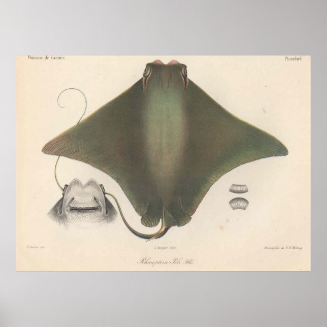 Póster Vintage Stingray Illustration (1863) (Frente)