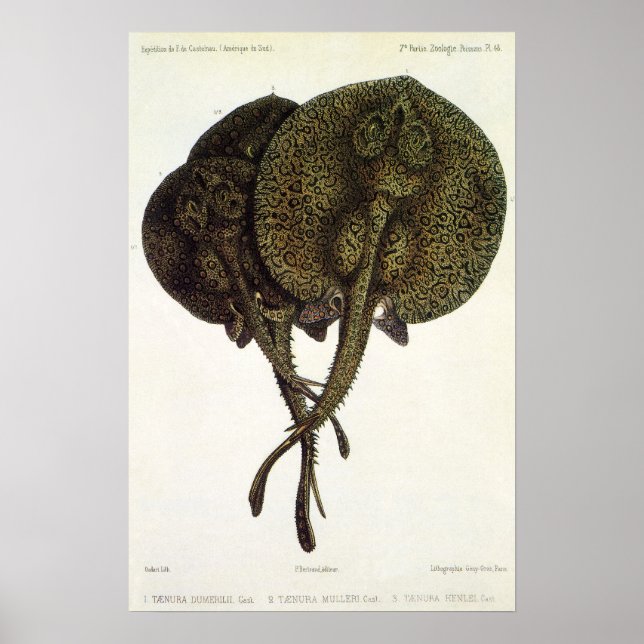 Póster Vintage Stingrays, animales marinos (Frente)