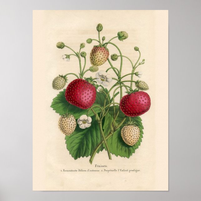 Póster Vintage Strawberries Poster (Frente)