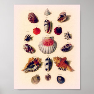 Póster Vintage Sunset Seashell Collection Poster