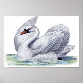 Póster Vintage Swan Swimming Poster