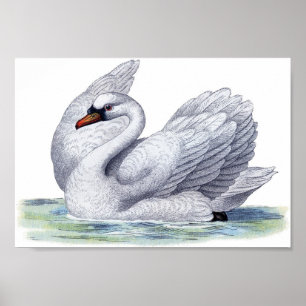 Póster Vintage Swan Swimming Poster