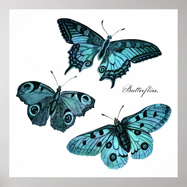 Póster Vintage Teal Blue Butterfly Illustration - 1800's (Frente)