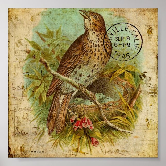 Póster Vintage Thrush Bird (Frente)