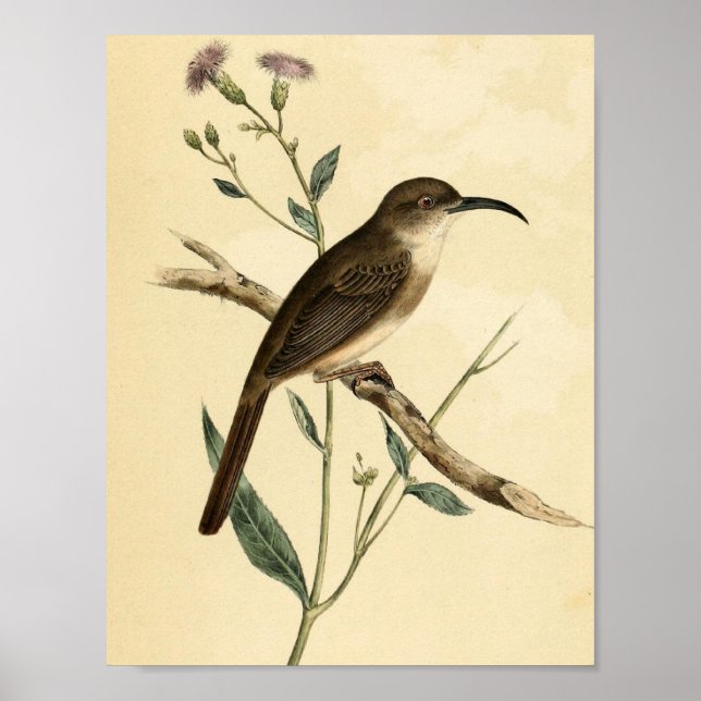 Póster Vintage Thrush Bird (Frente)