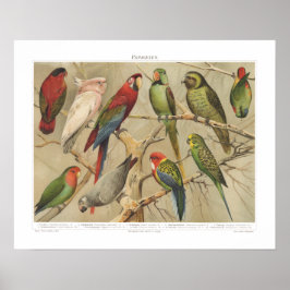 Póster Vintage Tropical Birds Colorful Parrots 