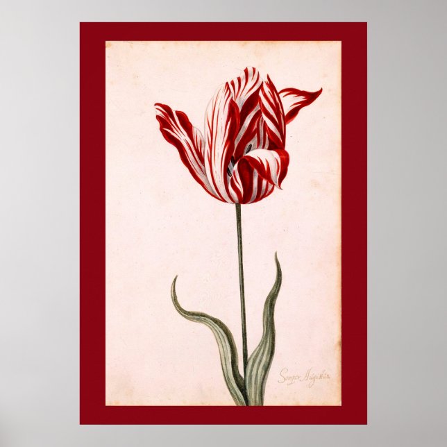 Póster Vintage Tulip Drawing (Frente)