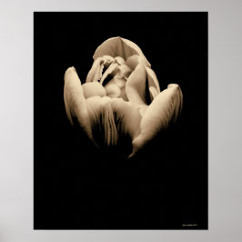 Póster Vintage Tulip sobre fondo negro